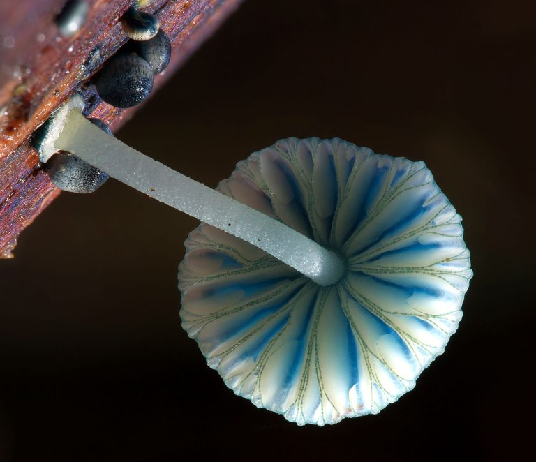 The captivating beauty of fungi_hube