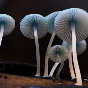 The captivating beauty of fungi_hube_3