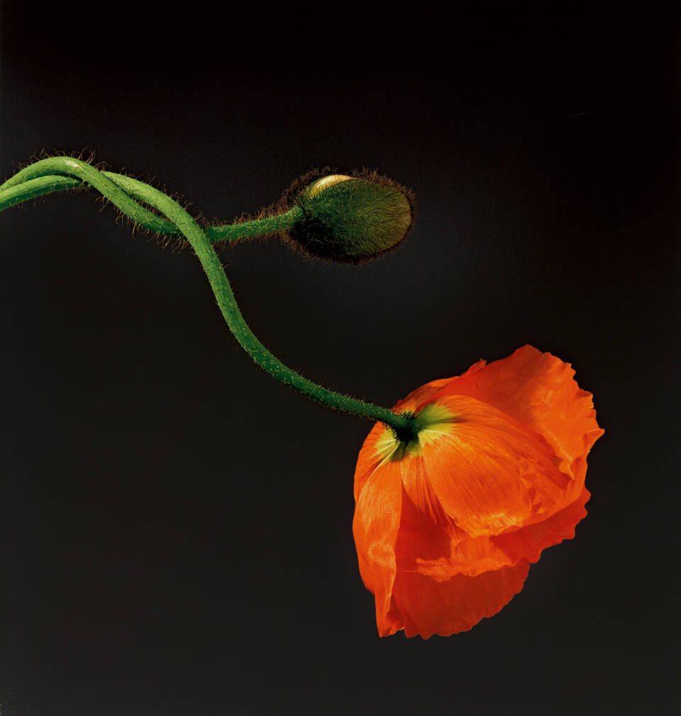 ROBERT MAPPLETHORPE, Poppy, 1988
