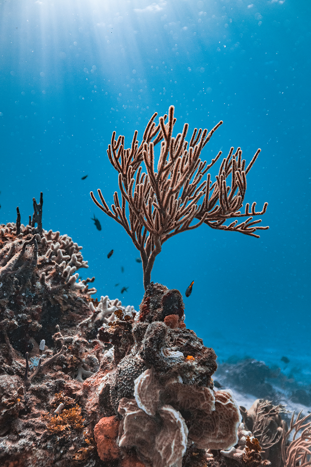 Cyrill Gutsch: The future we build 2 CYRILL GUTSCH, Parley for the Oceans