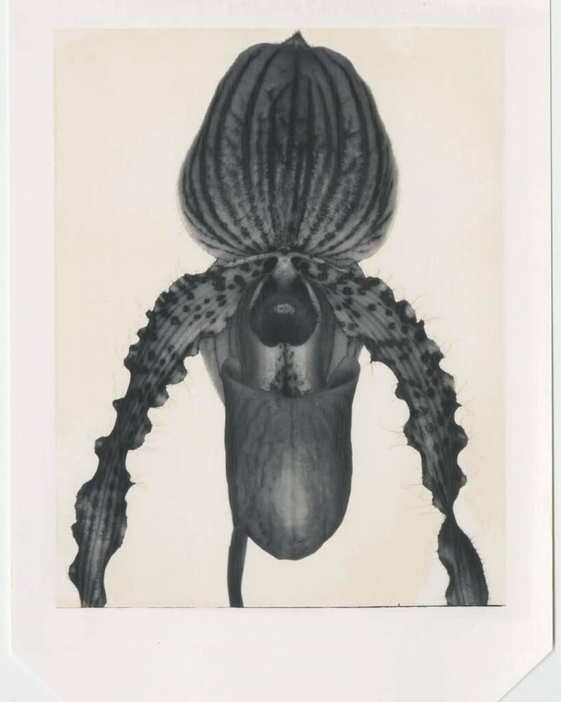 Donna Trope
Carole Lambert 
donna trope photographer 