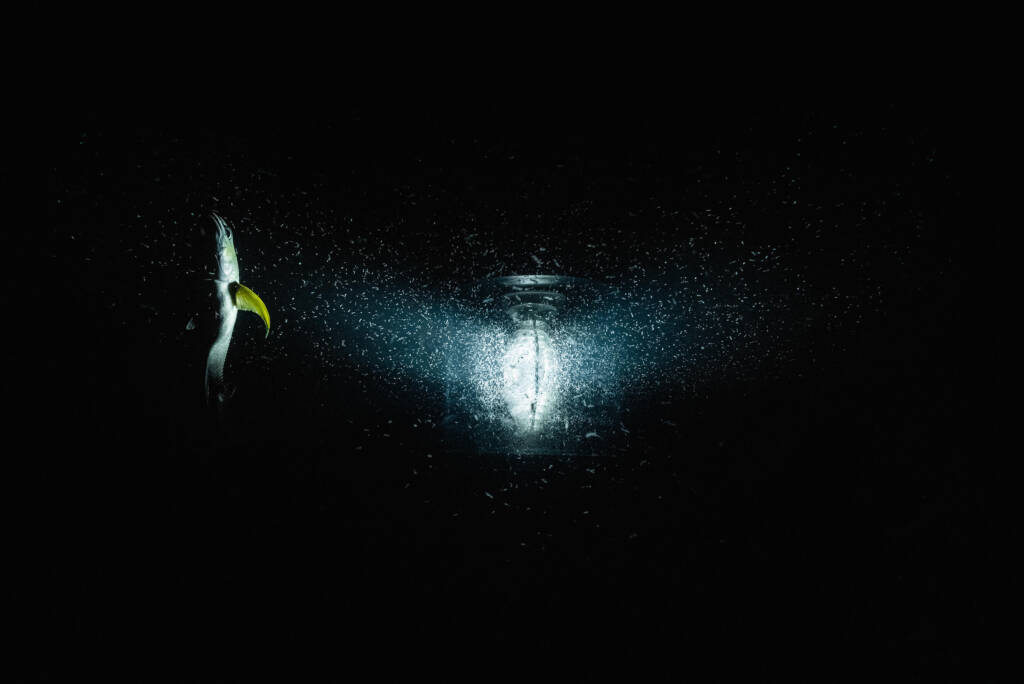 Julian Charrière dives deep at Museum Tinguely with ‘Midnight Zone’ 2 Julian Charriere dives deep at Museum Tinguely with ‘Midnight Zone hube 01