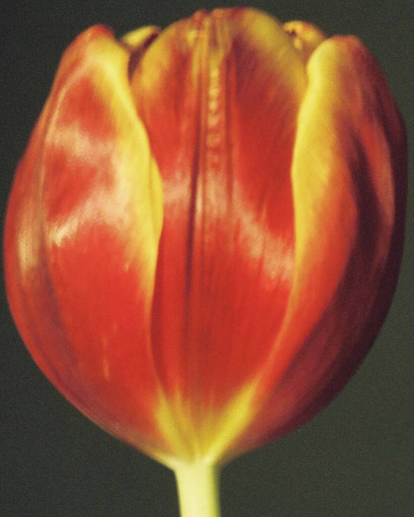 Davit Giorgadze
fashion photographer