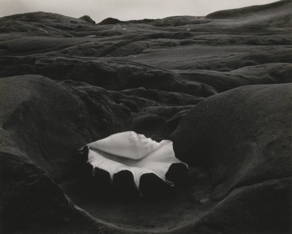 Revealing the invisible: Edward Weston and the birth of modern photography 1 Edward Weston
photography exhibition
history of photography