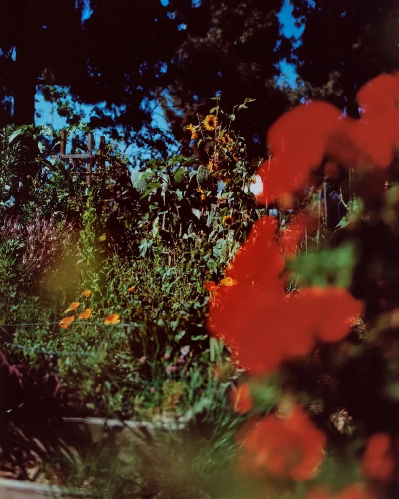 Pictures for Purpose
jack davison
Nadav Kander