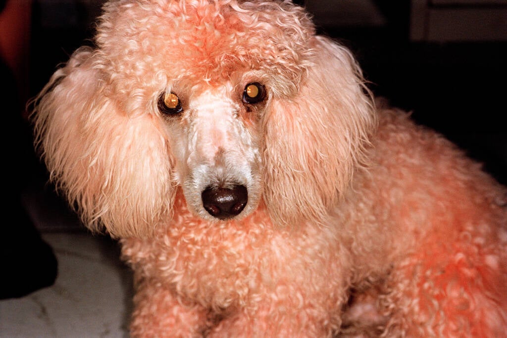 Martin Parr exhibition
documentary photography
martin parr photography