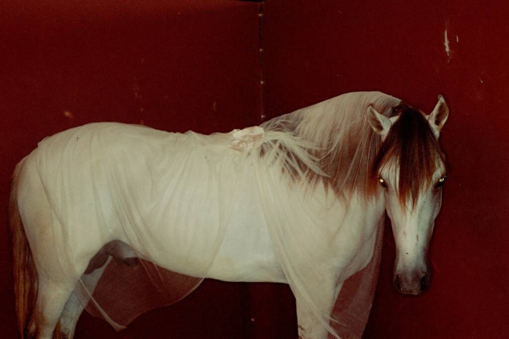 MEP Paris presents Camille Vivier's haunting world between fashion and fiction 4 Camille Vivier
camille vivier photographer
fine art photography