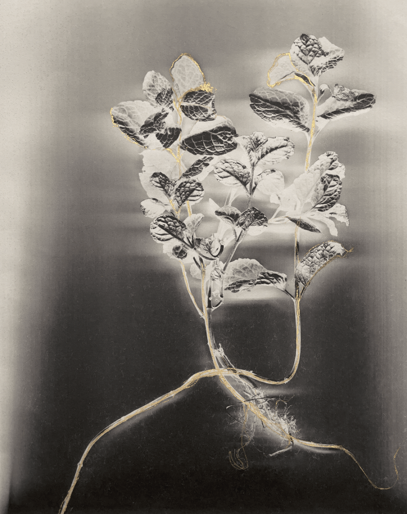 A global celebration of stories, memory, and the power of the lens at the International Photography Exhibition 4 International Photography Exhibition
the Royal Photographic Society
London photography events