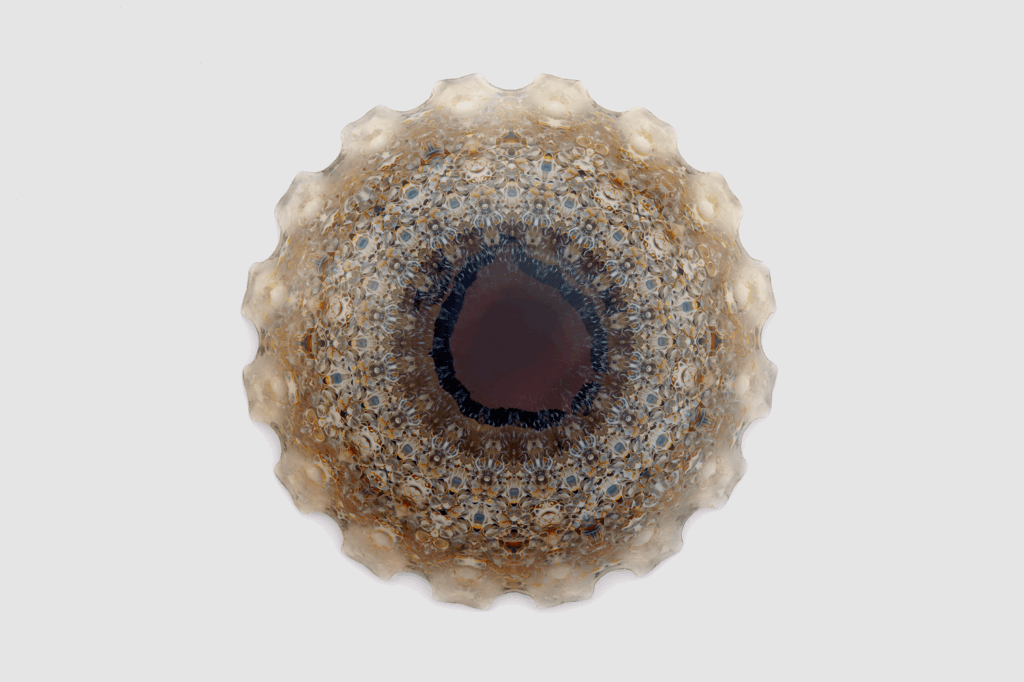 Neri Oxman’s ‘Mediated Matter’: a manifesto for the future of design and a more symbiotic world 1 Neri Oxman
future of design
Material Ecology
biology and design